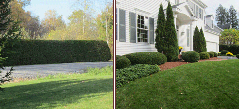 Ornamental Shrub Pruning