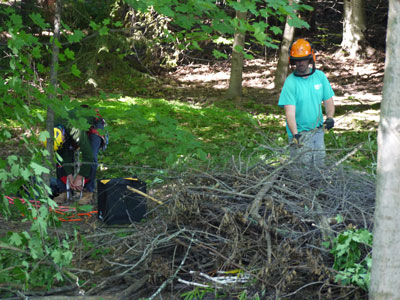 Tree pruning