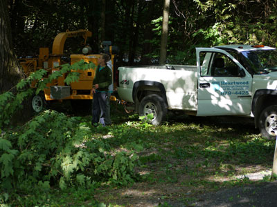 Tree removal